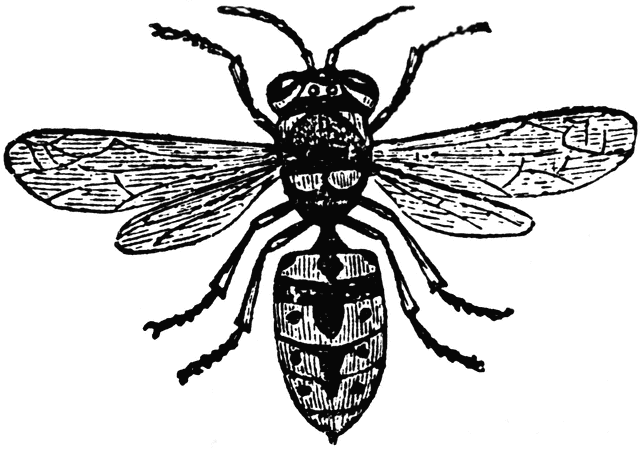 Wasp graphic