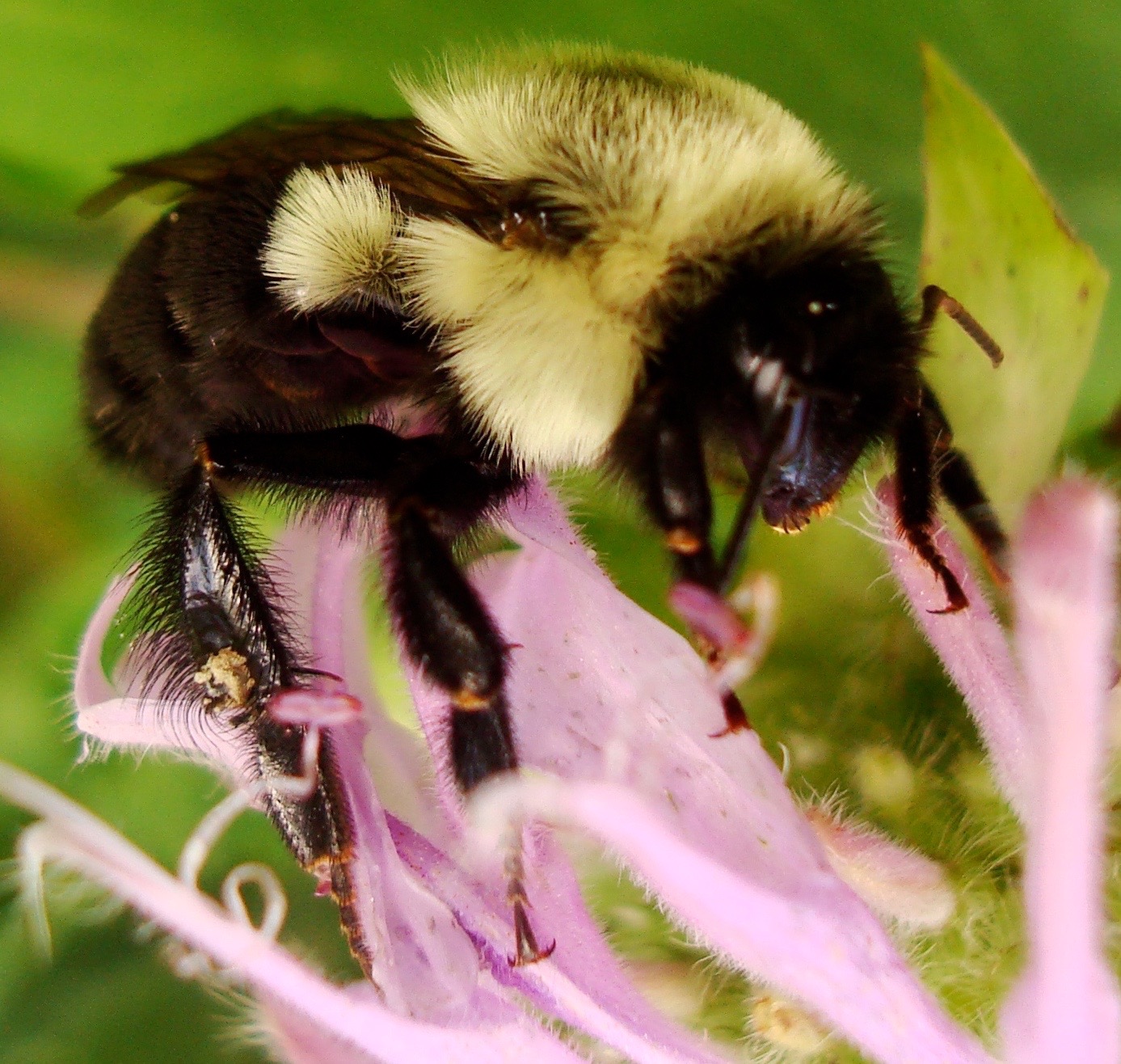 A bumblebee pollinates a flower.