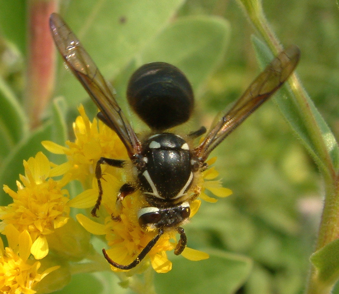 A Vespid wasp pollinates a goldenrod flower.