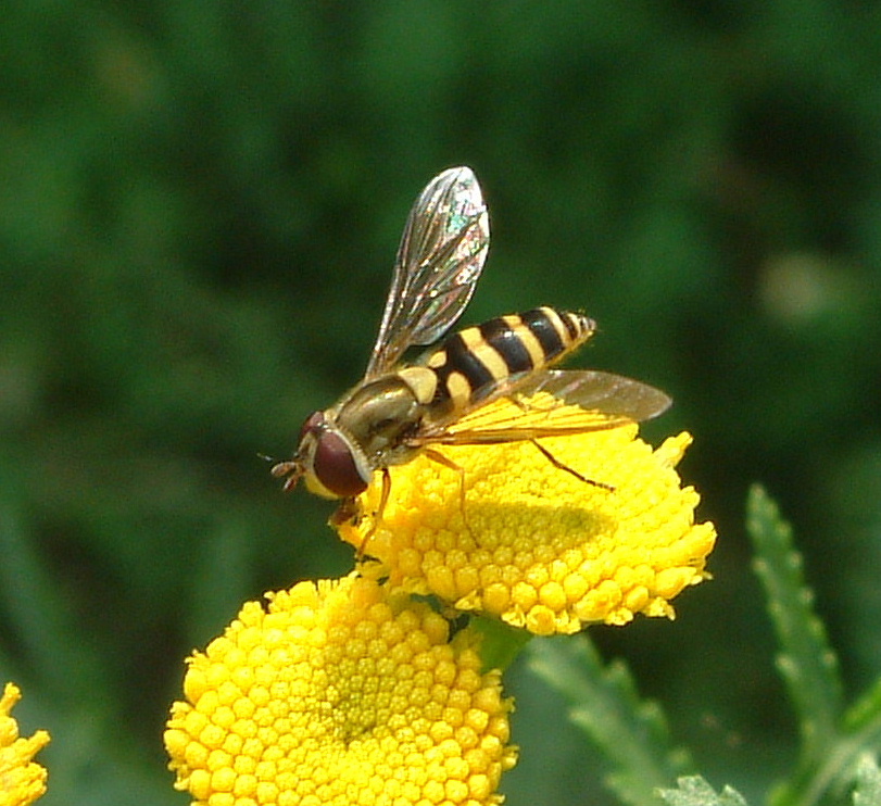 A Syrphid fly pollinates a tansy flower.